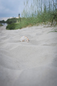 Whelk in the sand on the beach access across from the Currituck Light lighthouse located in Corolla, North Carolina in the Outer Banks